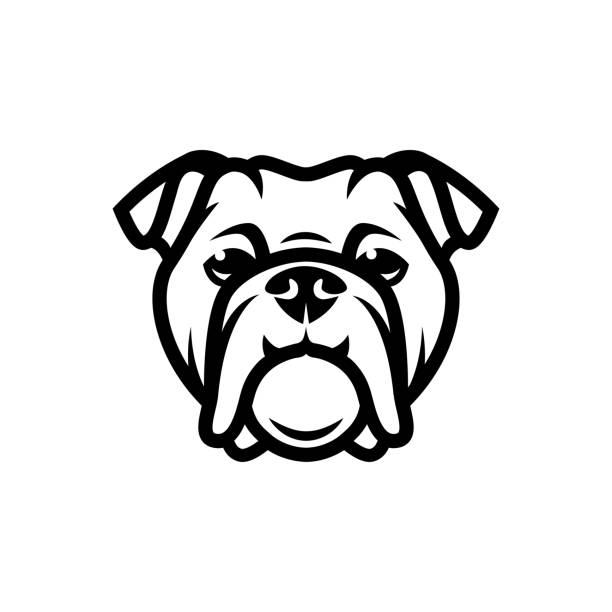 illustrazioni stock, clip art, cartoni animati e icone di tendenza di volto bulldog inglese - illustrazione vettoriale delineata isolata - english bulldog