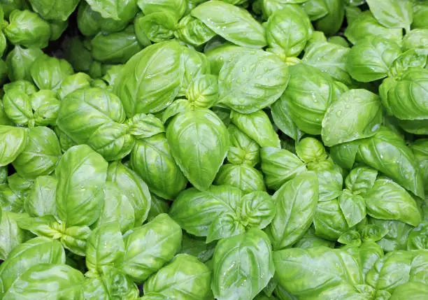 Photo of many fresh leaves of basil a typical  culinary herbal of Mediter