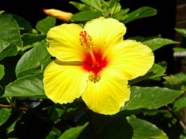 istock Beautiful red hibiscus flower 1146072564