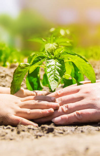 istock A child plants a plant in the garden. Selective focus. 1146075580