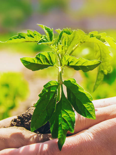 istock A child plants a plant in the garden. Selective focus. 1146075613