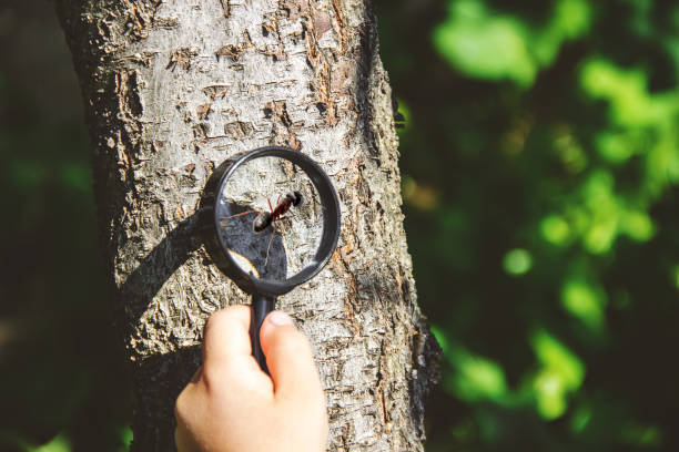 The child is looking in a magnifying glass. Increase. selective focus.