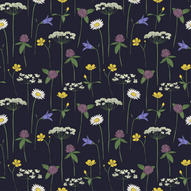 ilustrações de stock, clip art, desenhos animados e ícones de seamless pattern midsummer flowers - cow parsley