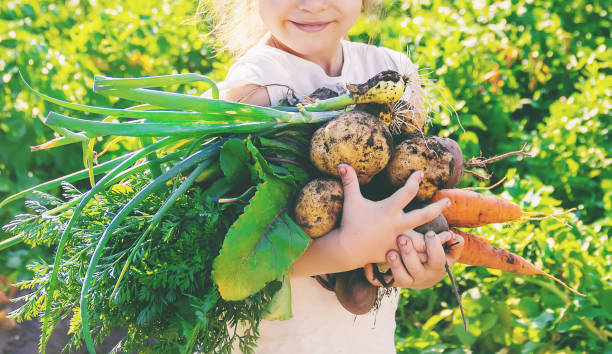verduras caseras orgánicas cosechan zanahorias y remolachas - baby1 fotografías e imágenes de stock