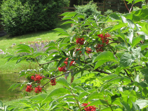 Red Elderberry plant ( Sambucus racemosa ) in the garden Red Elderberry plant ( Sambucus racemosa ) in the garden sambucus racemosa stock pictures, royalty-free photos & images