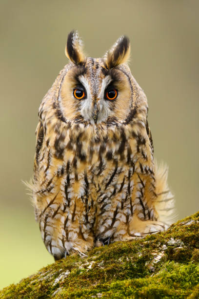 a close up portrait of a long eared owl (asio otus) bird of prey.  taken in the welsh countryside, wales, uk - night perching owl imagens e fotografias de stock