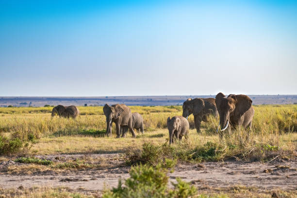istock Herd of African bush elephant 1146078976