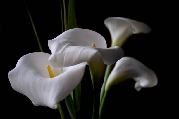 istock Beautiful White Calla lilies at dark background 1146080462