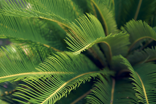 cycas revoluta / sago palm / king sago plant