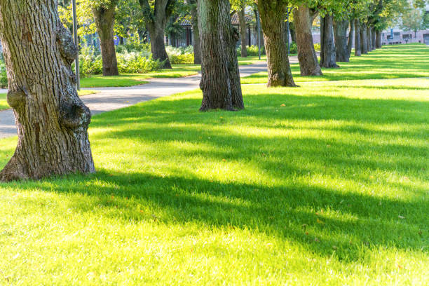 istock Green sunny park with trees 1146083133