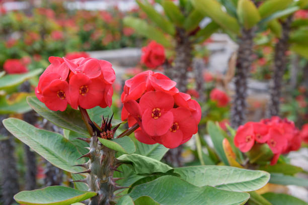 red euphorbia milii flower - euphorbiaceae imagens e fotografias de stock