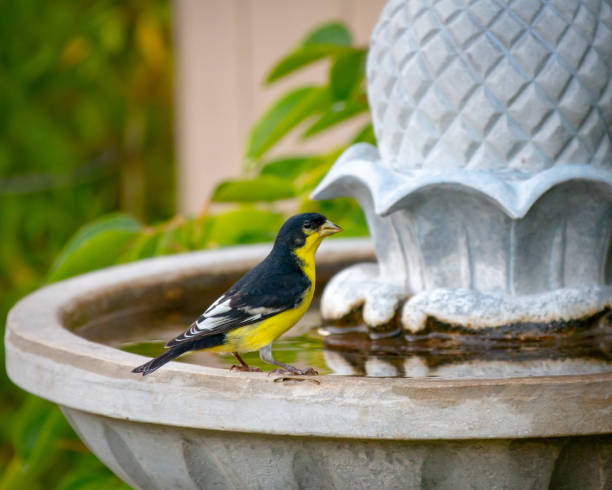 istock Lesser Goldfinch perched on edge of bird bath 1146084732