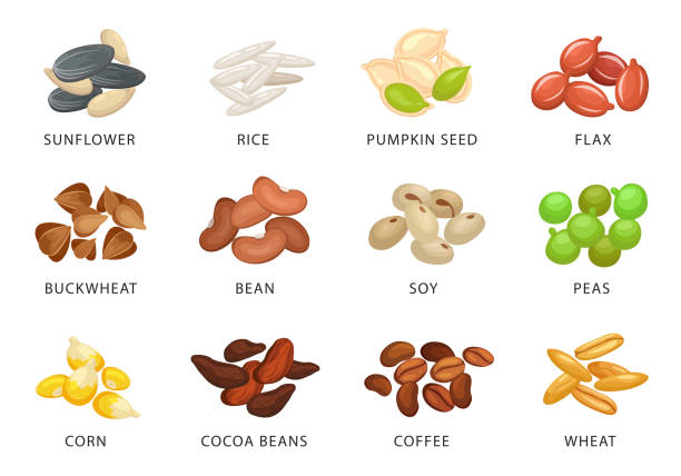 getreide und pflanzensaatgut mit namen - dried beans stock-grafiken, -clipart, -cartoons und -symbole