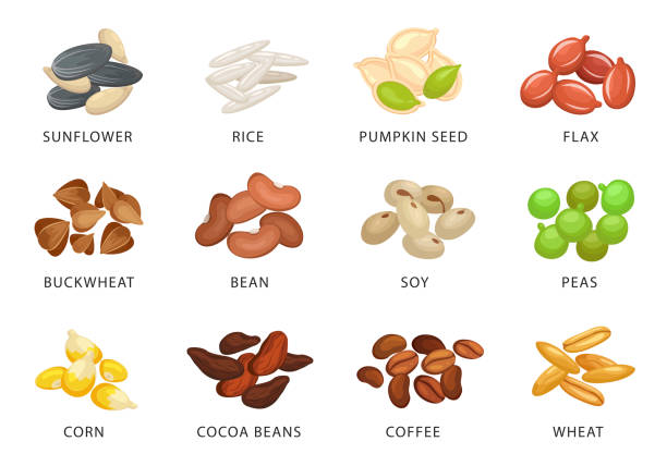 ilustrações de stock, clip art, desenhos animados e ícones de grains and plant seed set with names - wheat cereal plant oat crop