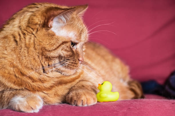 Half-Persian orange cat sitting on a couch, looking down at a little plastic yellow toy duck; Half-Persian orange cat sitting on a couch, looking down at a little plastic yellow toy duck; thick chicks stock pictures, royalty-free photos & images