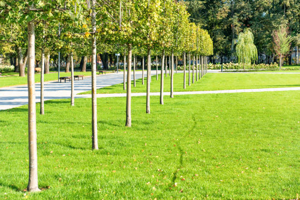 istock Young trees in green sunny park 1146089781