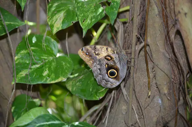 Stunning photo of a brown morpho butterfly resting on a vine