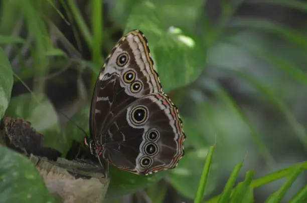 Stunning close up of a brown morpho butterfly resting in a garden