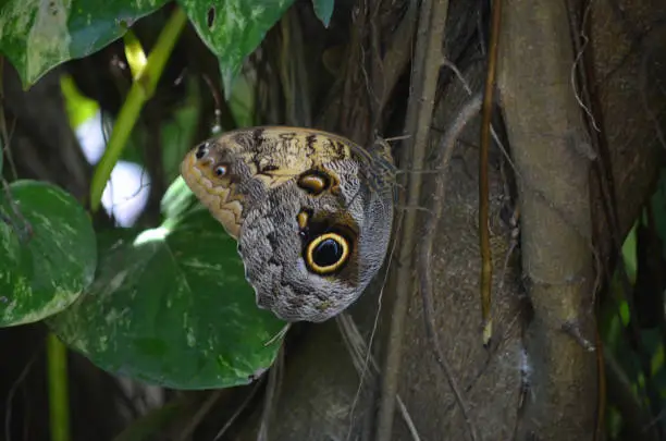 Cute brown morpho butterfly resting in a garden