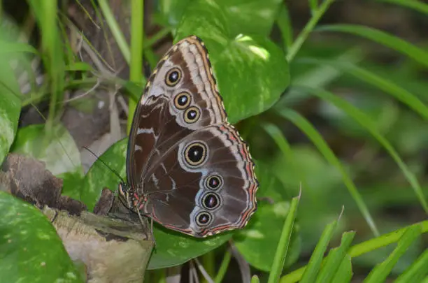 Stunning morpho butterfly resting in a lush butterfly garden