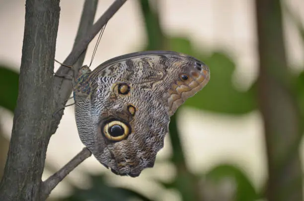 Stunning brown morpho pattern wings