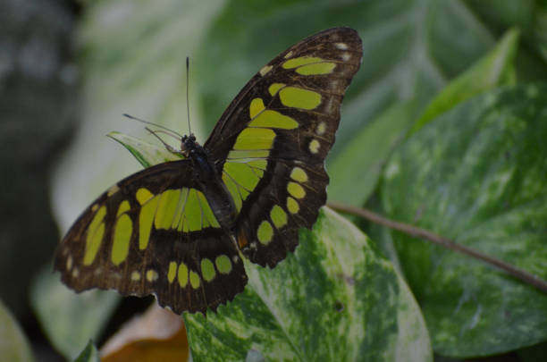 splendida farfalla malachita verde e nera - malachite butterfly foto e immagini stock