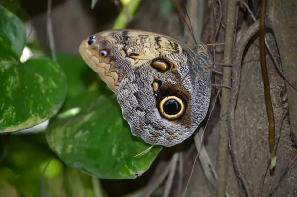 Stunning brown morpho butterfly resting on a tree
