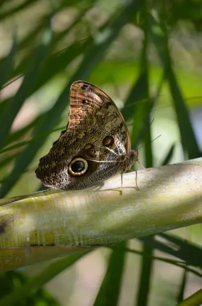 Elegant brown morpho butterfly resting on a tree