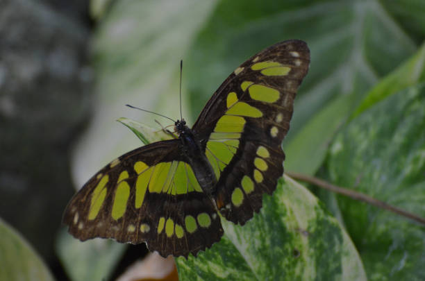 istock Stunning Green and Black Malachite Butterfly 1146091258