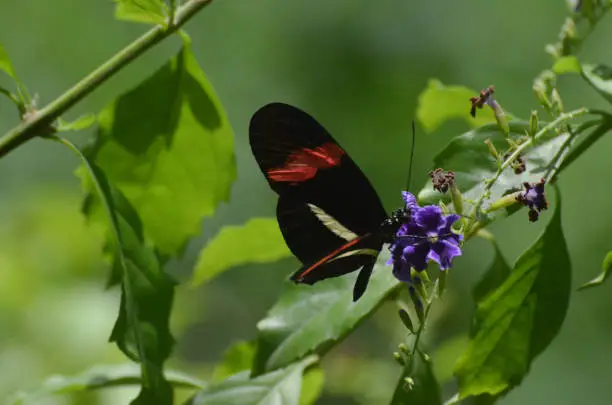 Brilliant look at a common postman butterfly posing on a plant.
