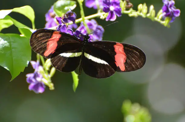 Wide open wings on a common postman butterfly.