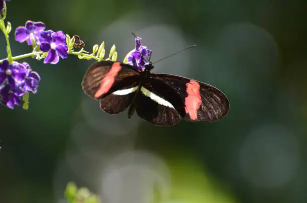 Beautiful capture of a common postman butterfly with wings extended.