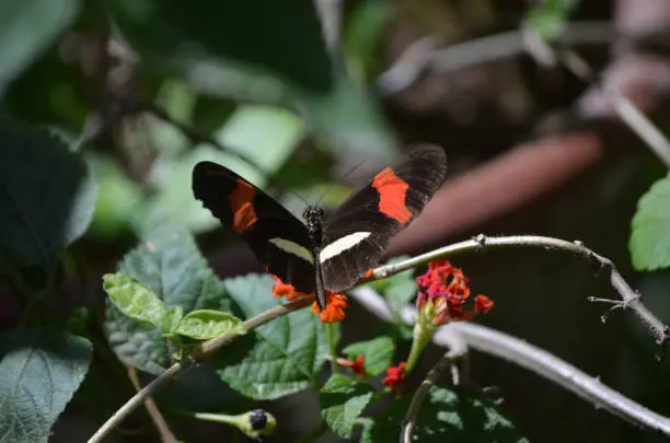 Pretty postman butterfly polinating a flower at a garden.