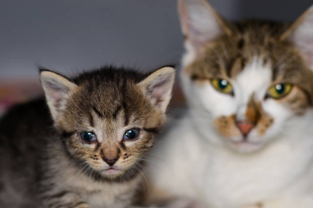 kitten with conjunctivitis and his mother on the blurred background