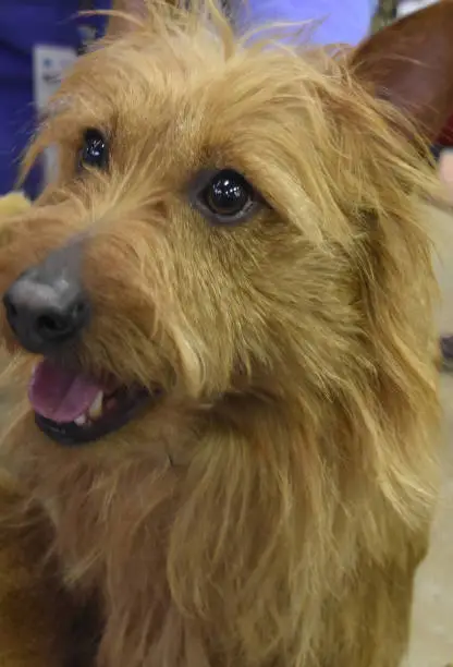 Really cute face of an Australian Terrier up close.