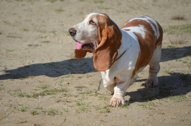 istock Cute Basset Hound Dog 1146092113