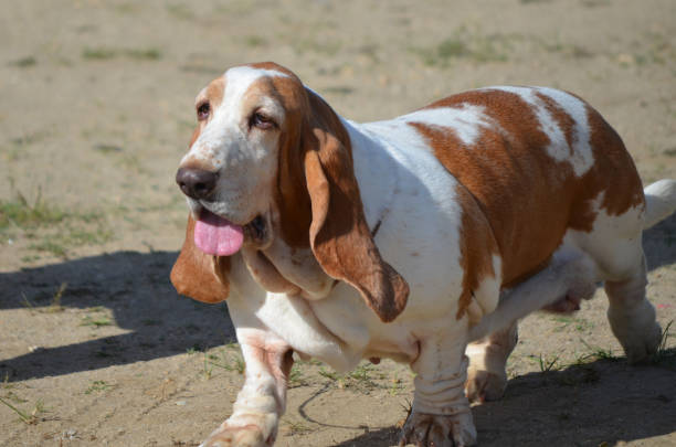 istock Cute Basset Hound Dog 1146092117