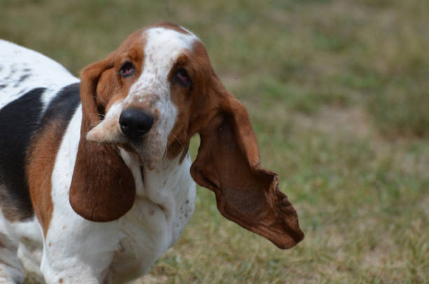 istock Cute Basset Hound Dog 1146092127