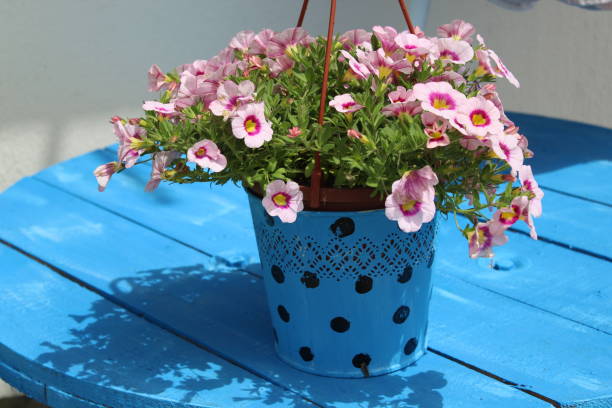 istock Beautiful colorful flowers 1146092190