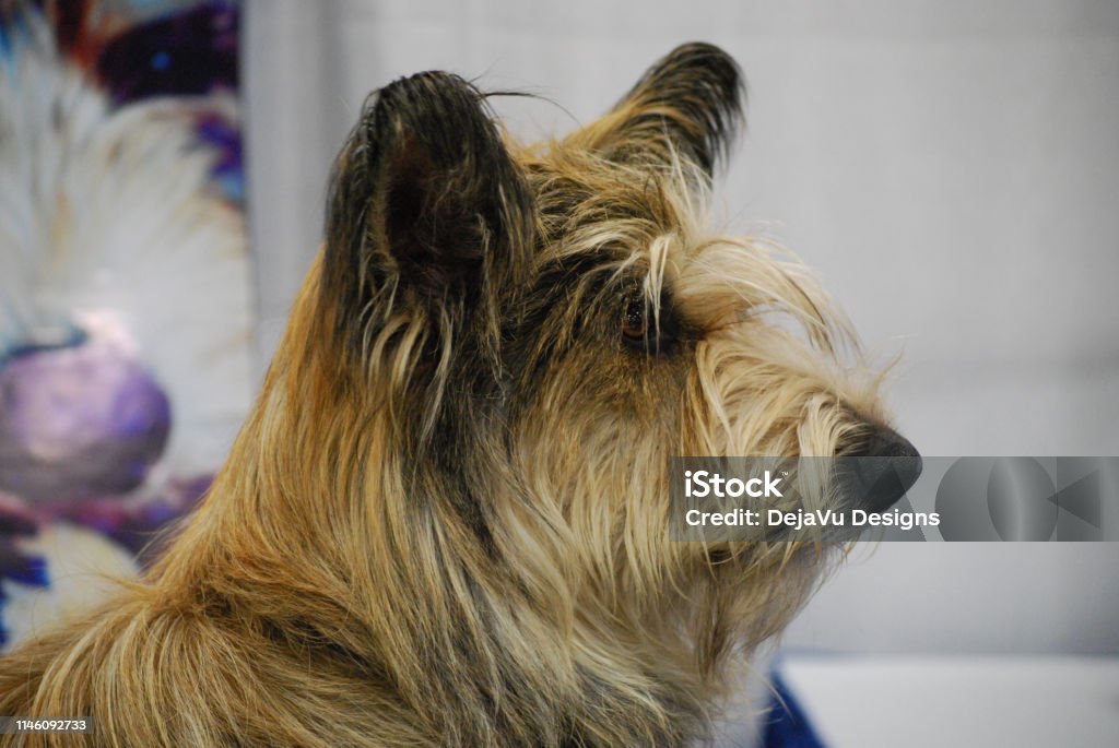 Berger Picard profil de chien - Photo de Animaux de compagnie libre de droits