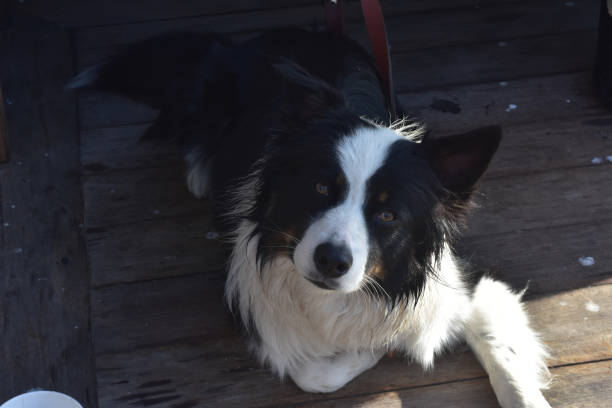 istock Cute Black and White Border Collie Dog 1146093017
