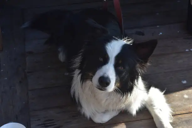 Adorable black and white border collie dog laying down