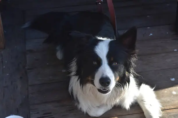 Adorable black and white border collie dog laying down