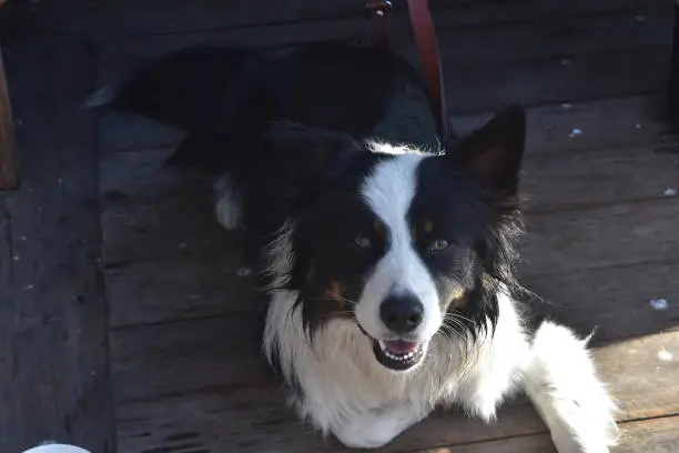 Adorable border collie dog smiling at the camera