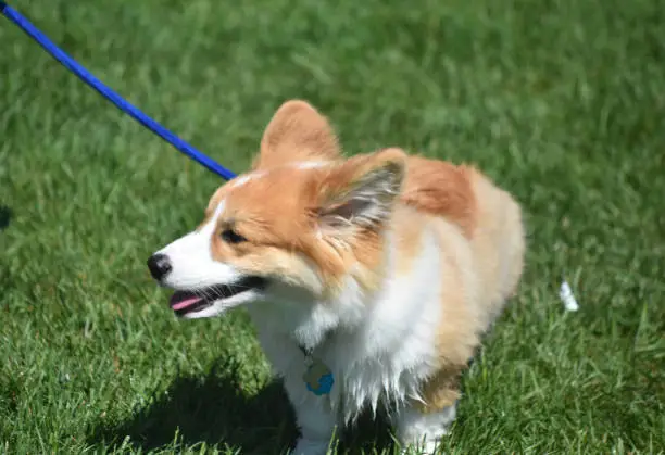 Fluffy corgi dog on a leash in grass.