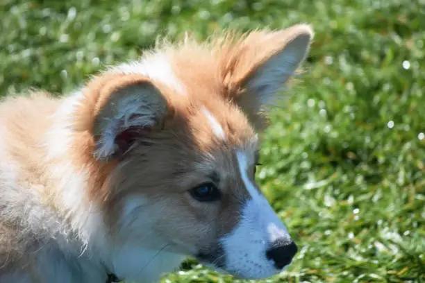 Young corgi dog with fluffy fur on a summer day.