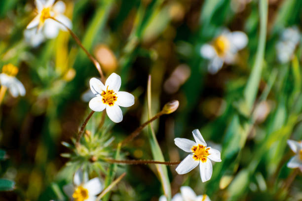 istock Variable Linanthus (Leptosiphon parviflorus) wildflowers blooming on a meadow in Edgewood County Park, San Francisco bay area, California 1146093202