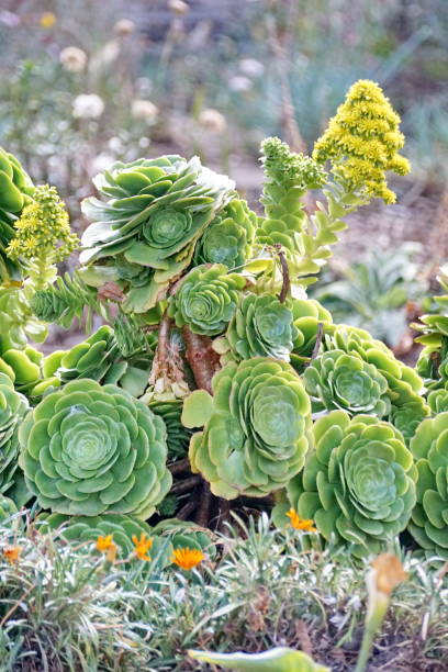 istock Succulents in a park 1146094069