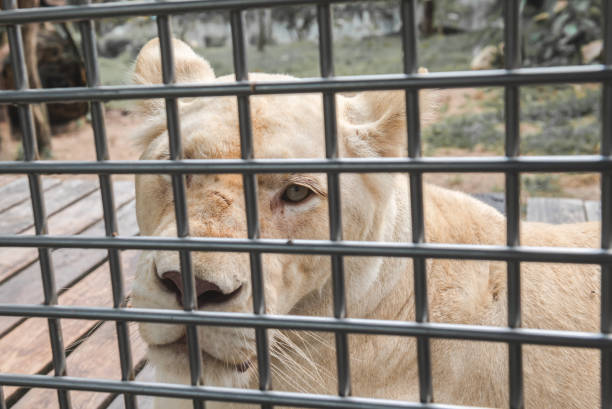 istock Young female lion in the zoo cage. 1146094130