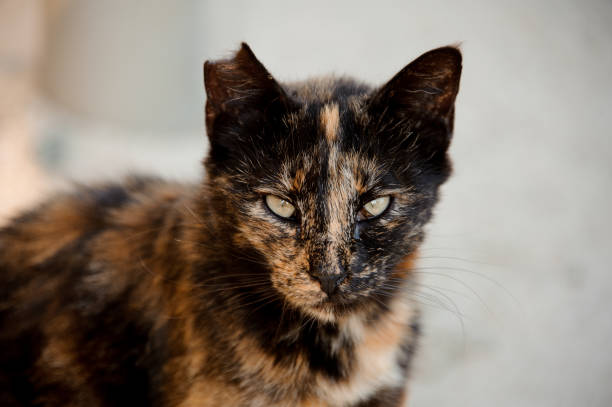 Cat with its ear being partially bitten off Sullen street cat with its ear being partially bitten off stray cat stock pictures, royalty-free photos & images
